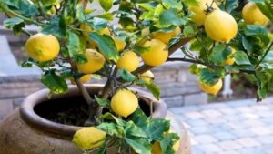 Strategia astuta per coltivare il limone in casa: scopri cosa devi fare