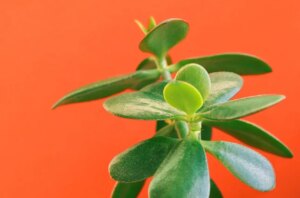 Albero di Giada: i segreti di una potatura perfetta